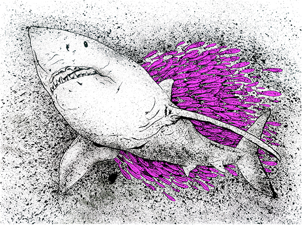 Image of a Great White Shark swimming through a school of fish - Artist: Jonas Hastings